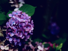 紫陽花