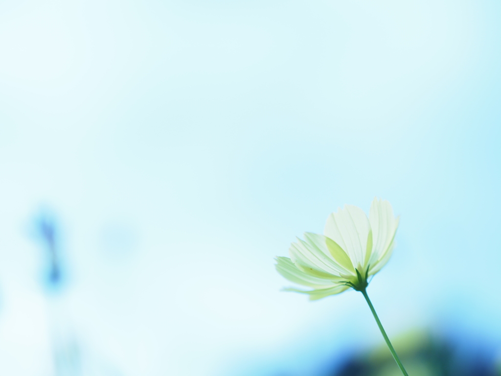 秋桜 ②