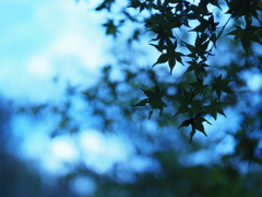 色付く頃にまた