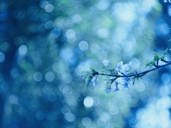 河津桜