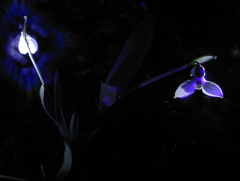青の燐光-3