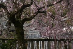 2015ABC春季、長谷寺-3