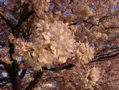 豊田川桜-1