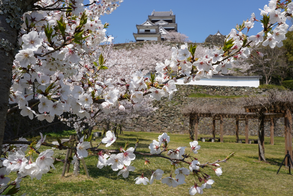 お花見