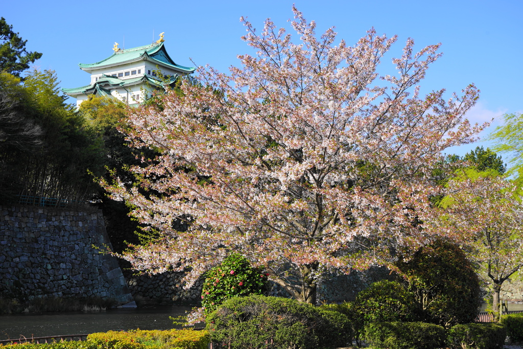 名古屋城　お花見
