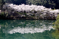 島ノ瀬ダムの春