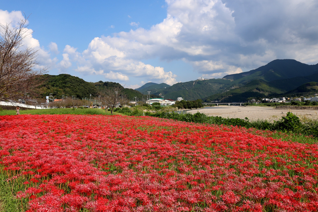 夏と秋