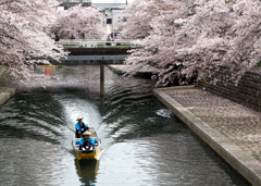 桜のトンネル