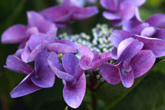 開花