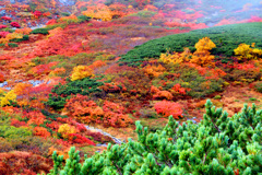 カールの紅葉