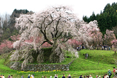 又兵衛桜