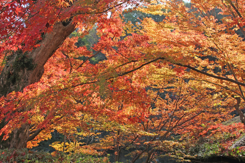 流れる紅葉