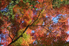 覆う紅葉