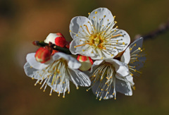 開花