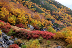 紅葉はじまる