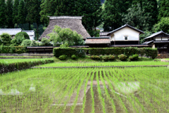 田植えも終わり