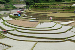 田植え前