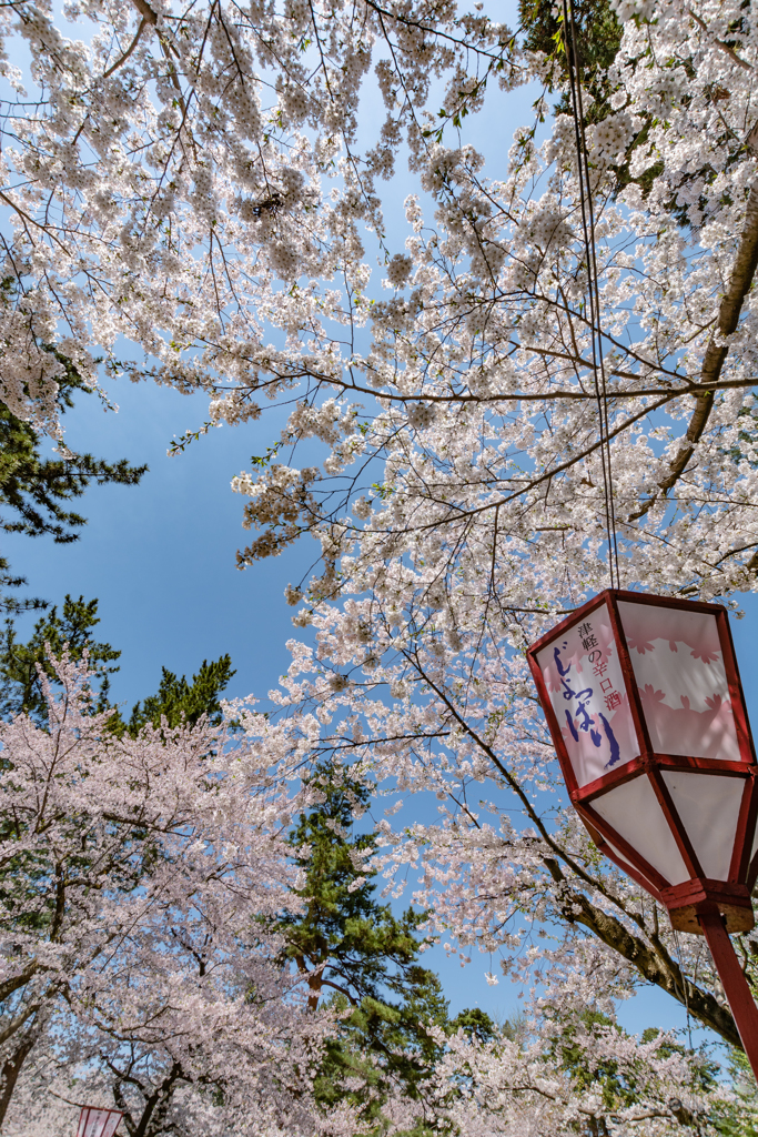 2019年 弘前公園 さくらまつりより(1)