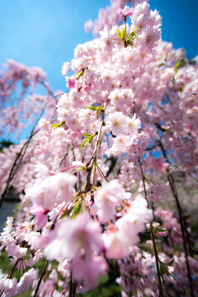 2019年 弘前公園 さくらまつりより(2)