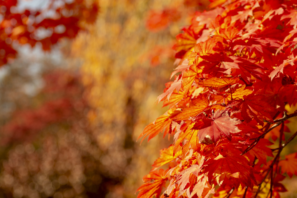 紅葉その2