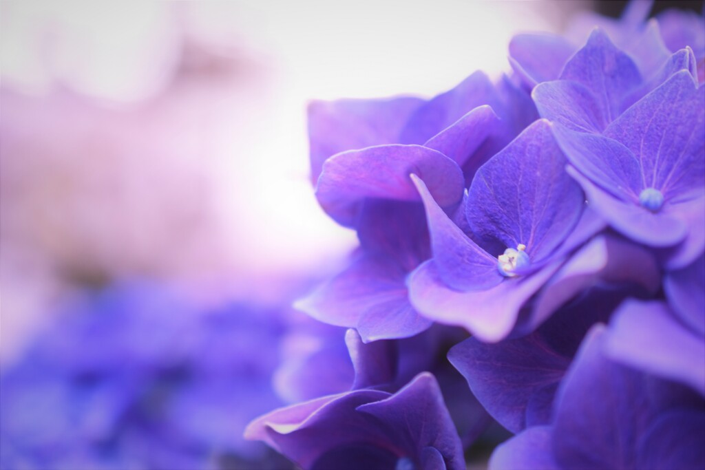 黄昏紫陽花