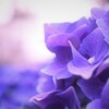 黄昏紫陽花