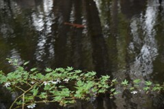 緋鯉と木苺