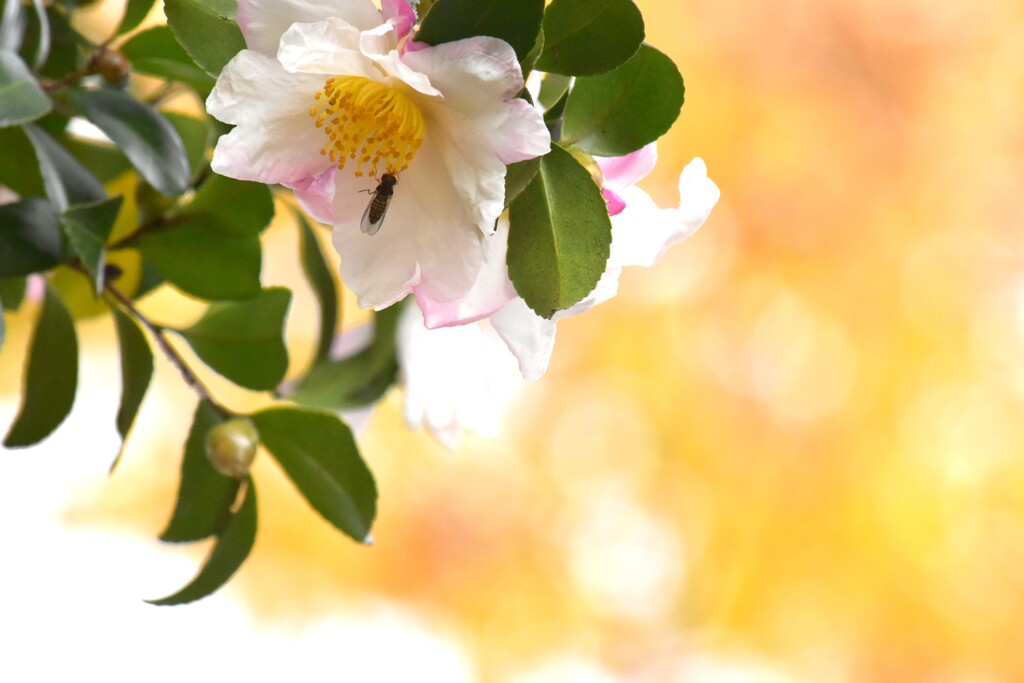 続・初恋山茶花