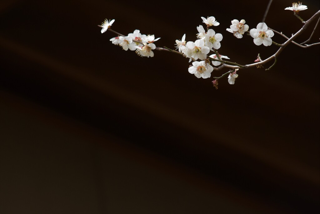 梅一枝