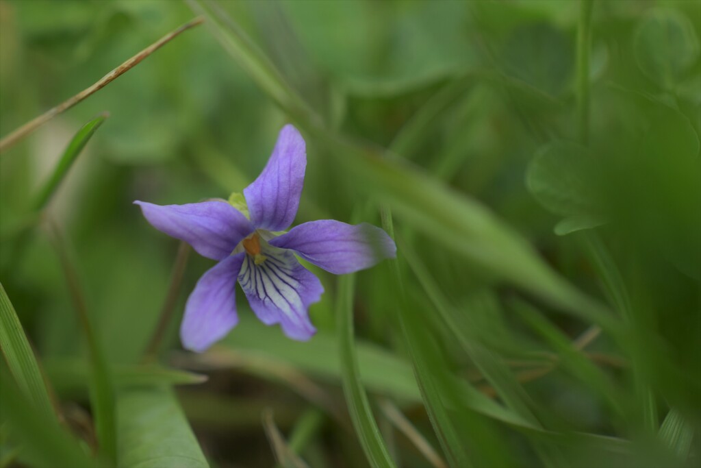 野に咲く菫