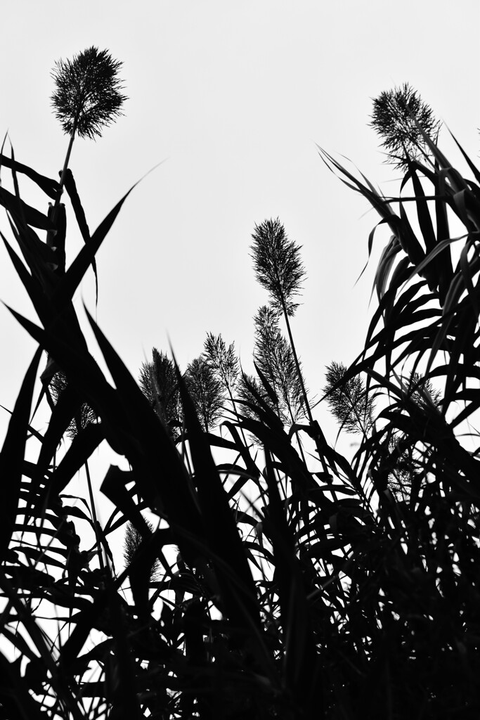 獅子じゃらし？