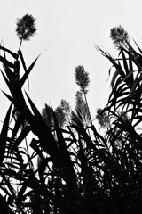 獅子じゃらし？