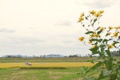 米よ、来い