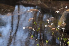 せせらぎと紫陽花