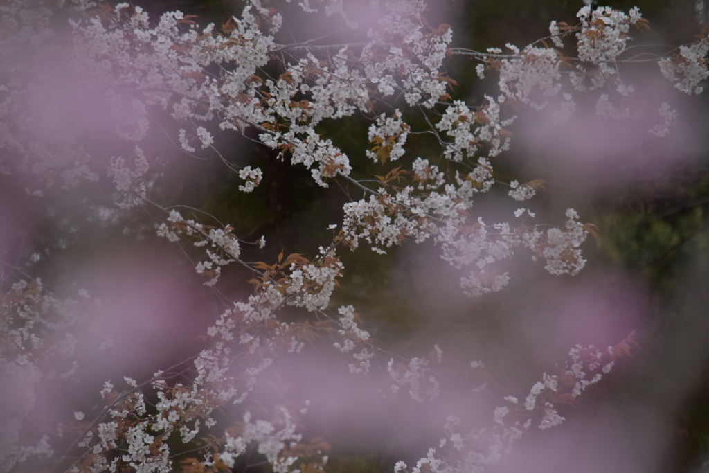 桜霞と山桜