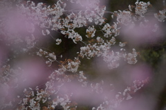 桜霞と山桜