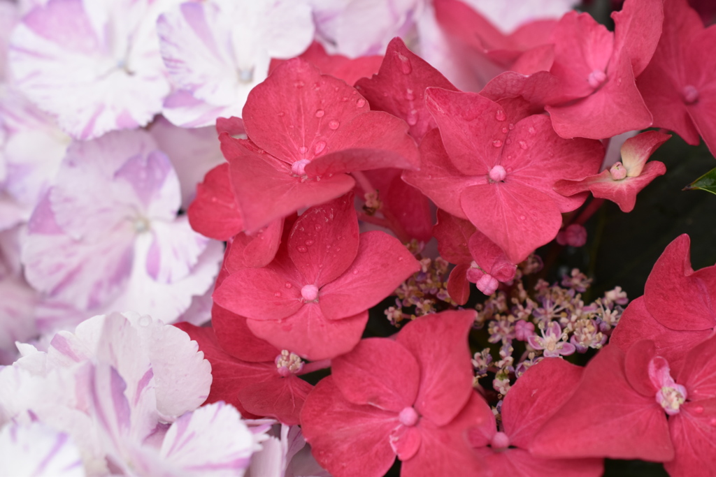 お洒落紫陽花