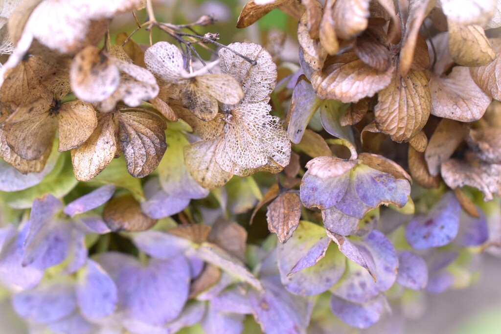 紫陽花過渡期