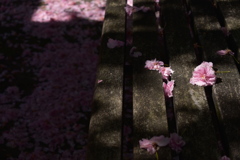 散る