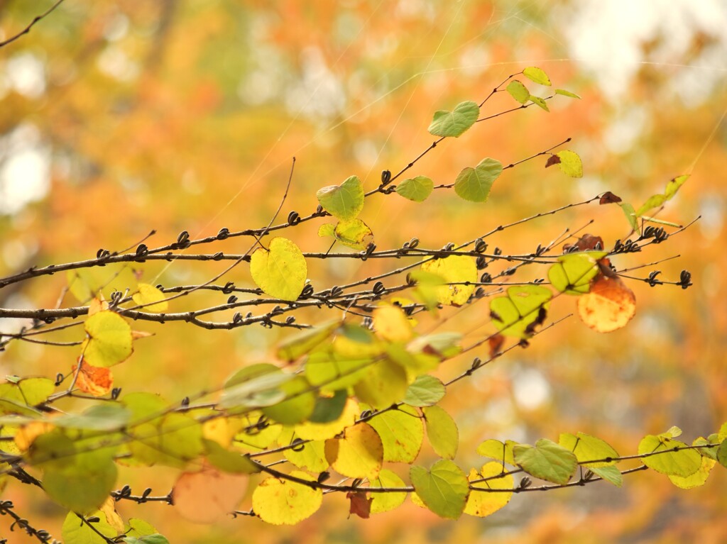 キャラメルハート