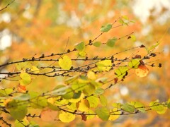 キャラメルハート