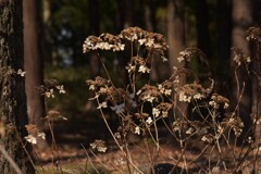 賑やかに春を待つ