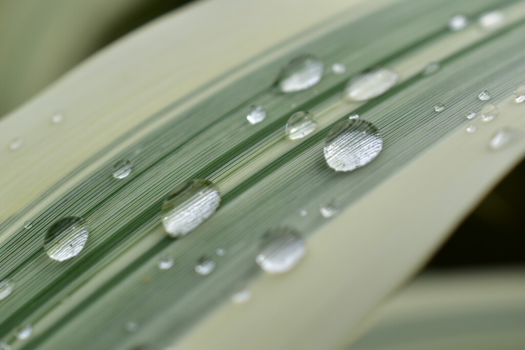 通り雨