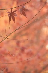 友