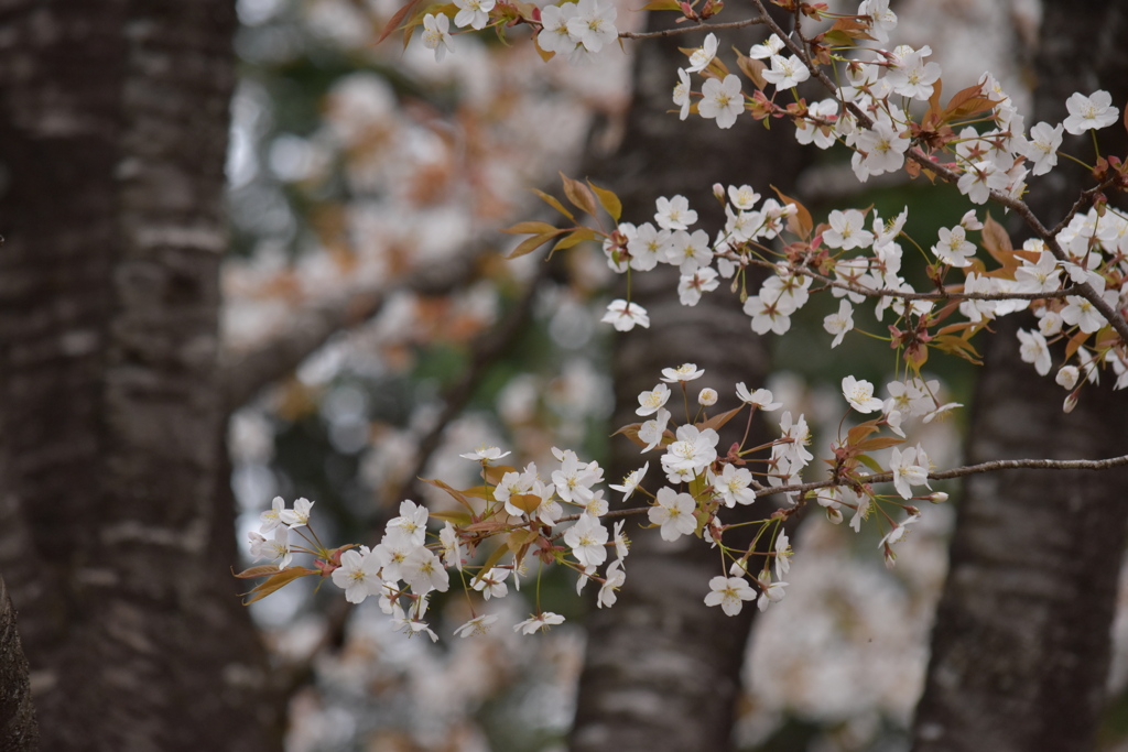 山桜咲き誇る