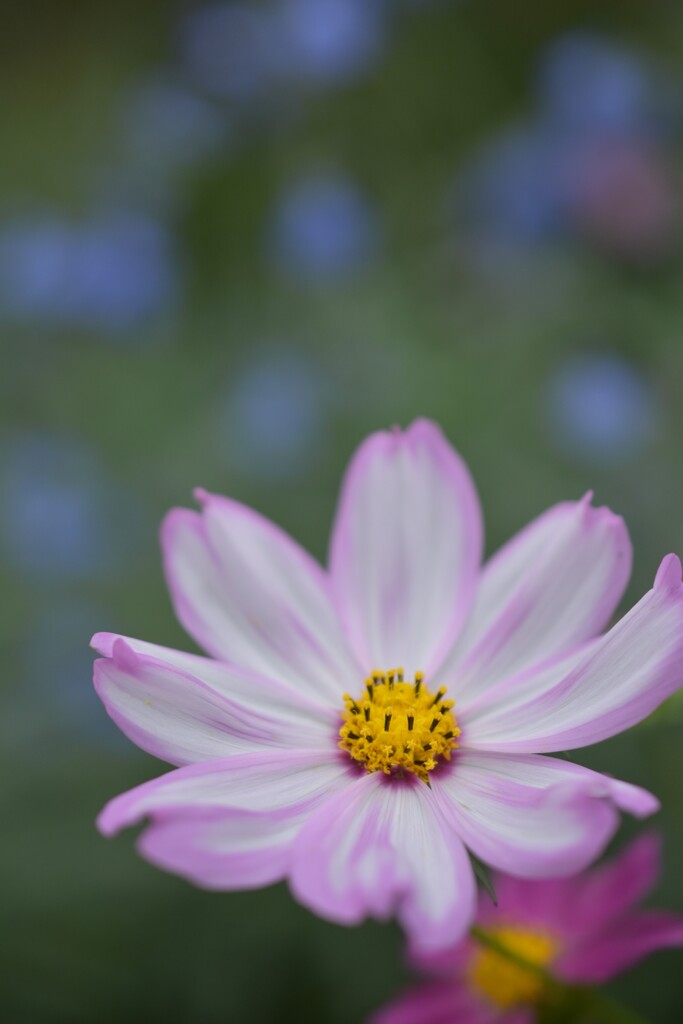 秋桜