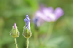 ほどける蕾