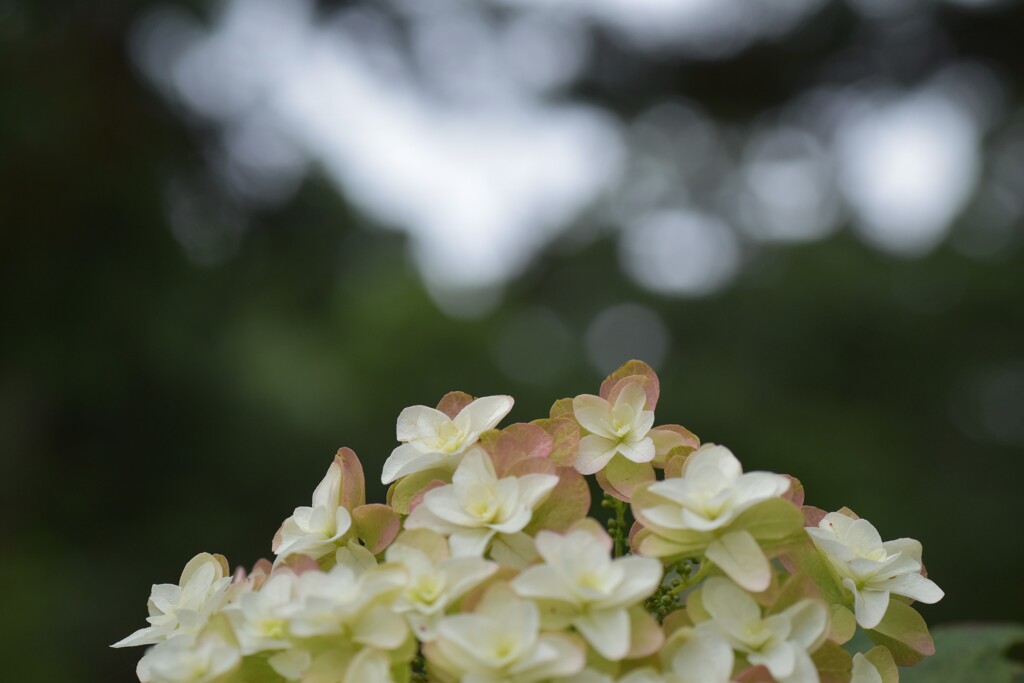 スピリチュアル紫陽花