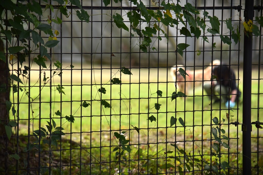 ツタはすべてを見ていた