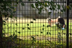 ツタはすべてを見ていた